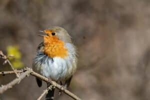Roodborstje in de tuin