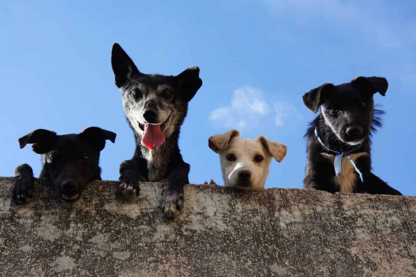 Zo voorkom je ‘puppiespijt’