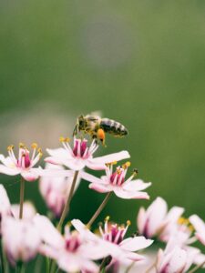 Bij vliegt naar een bloem