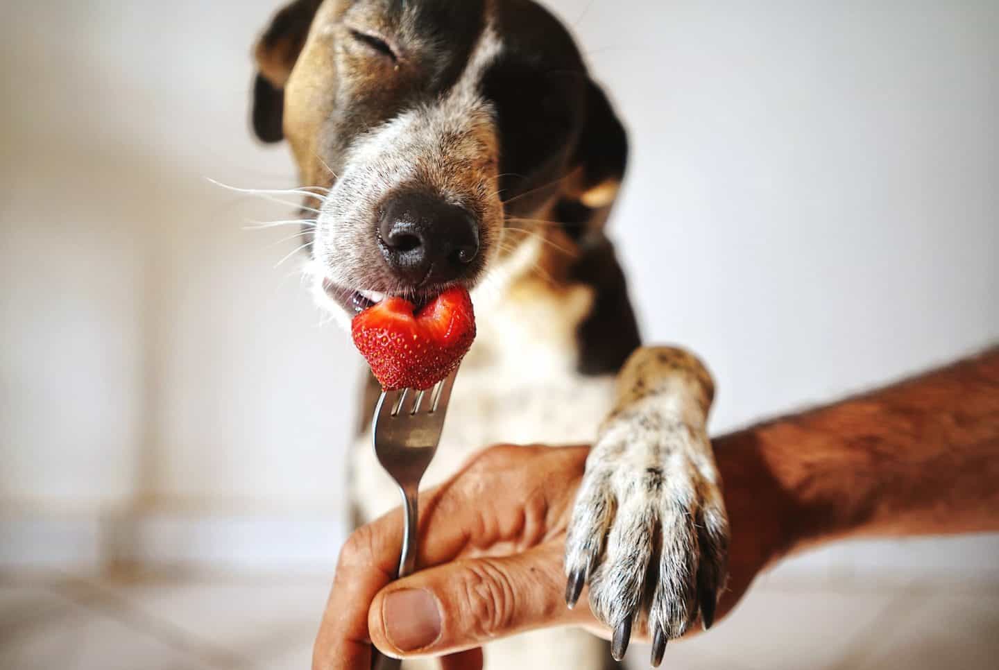 Duurzaam leven met je hond: verklein de pootafdruk