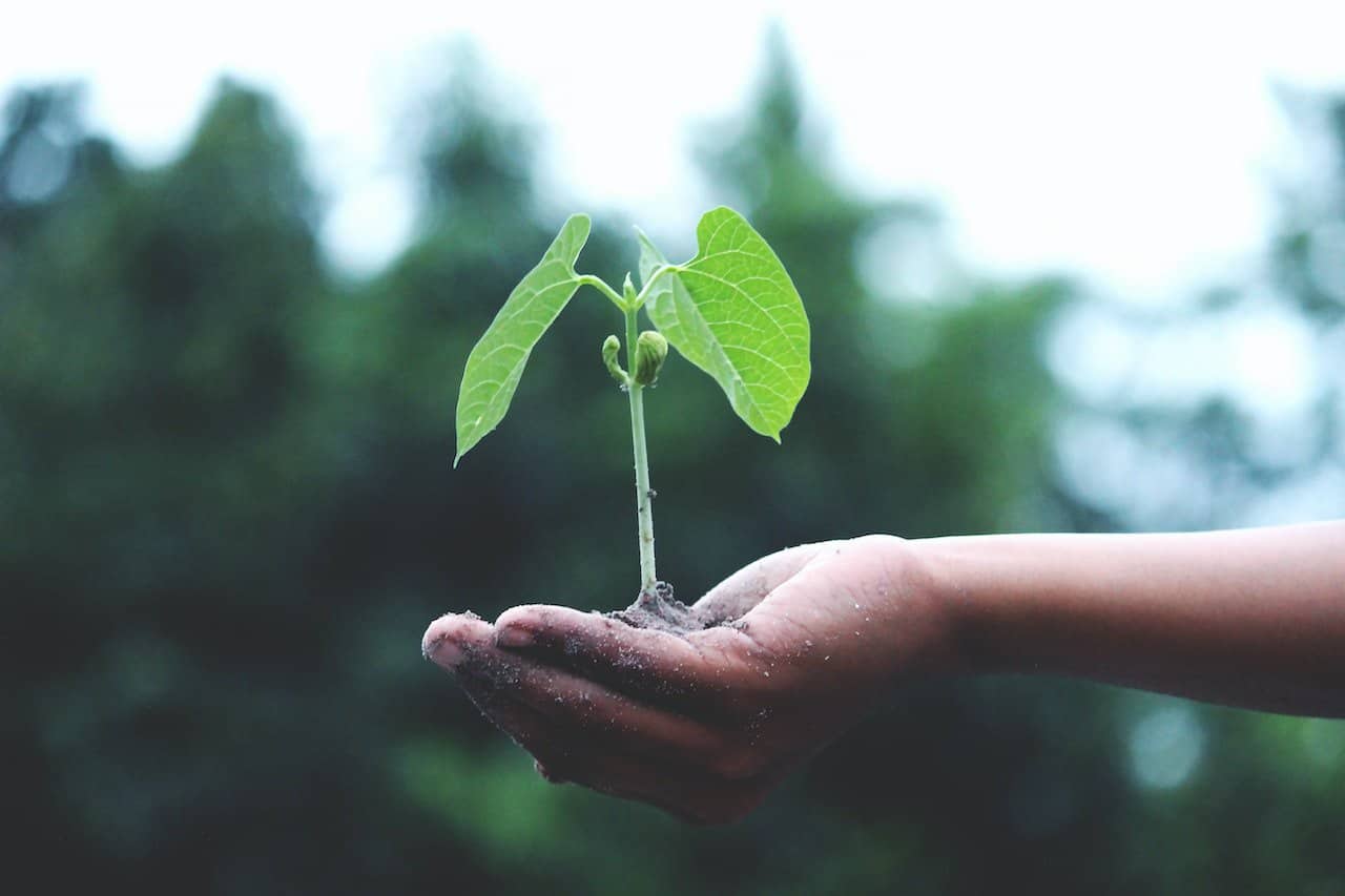 Bijdragen aan een groene wereld? Een update uit het Genoeg-bos