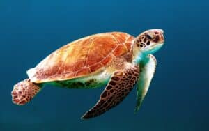 Schildpad in de zee