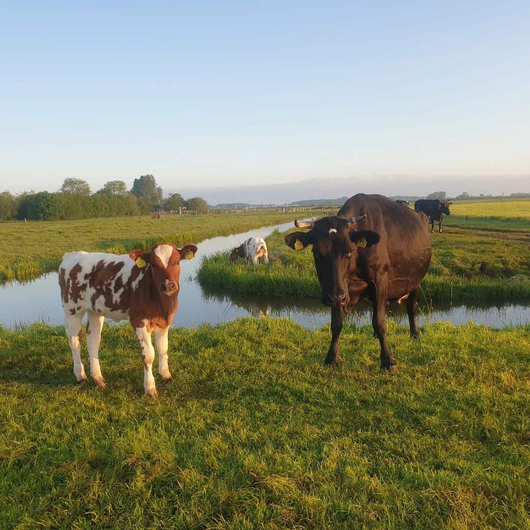 Deze bio boerderij houdt de kalfjes bij de koe